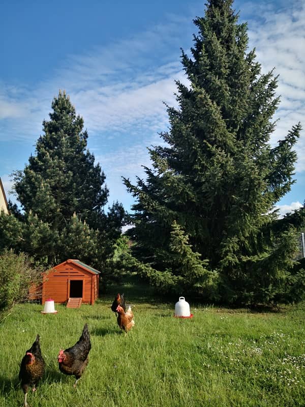 Familie erlebt Hhnerhaltung