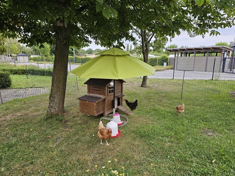 Frische Eier vom Huhn